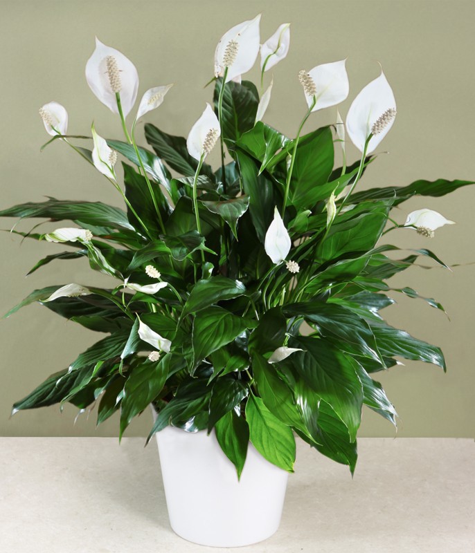Whit Peace Lily which can be grown in pots